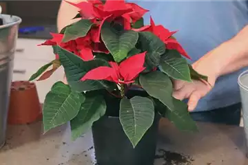 Weihnachtsstern - Einpflanzen in ein Gefäß