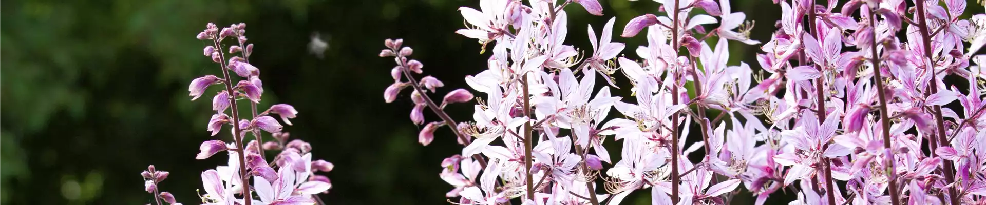Gaura lindheimeri