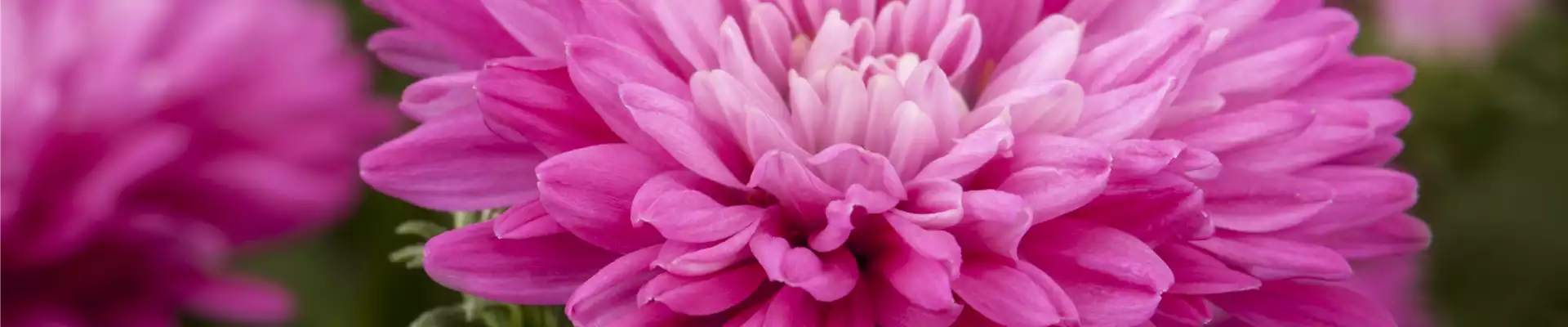 Aster novi-belgii