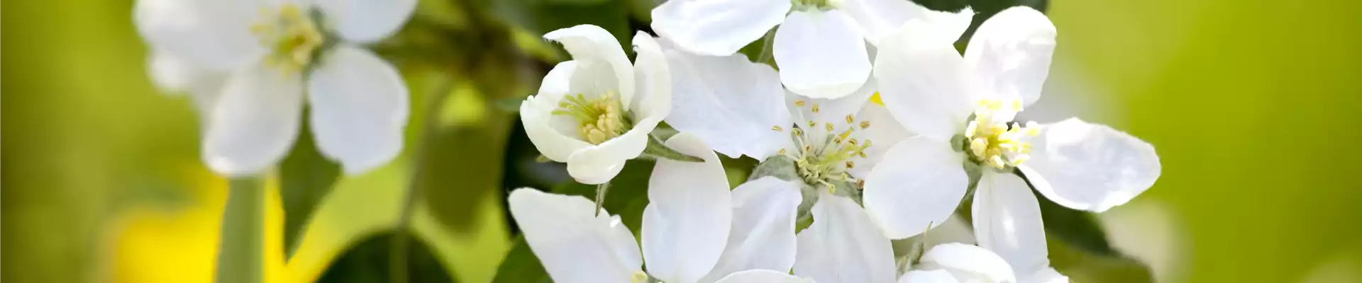 Malus domestica