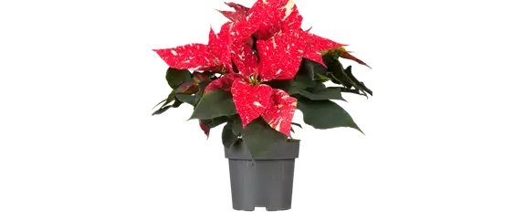 WIR LIEBEN KLASSISCHEN ADVENT