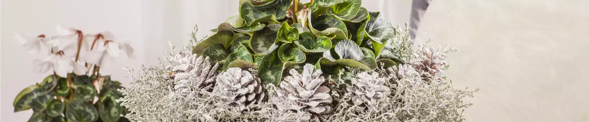 Cyclamen persicum, weiß