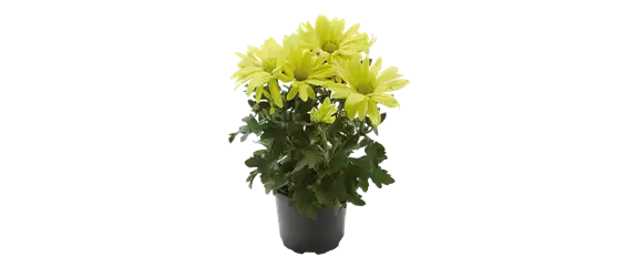 EIN KUNTERBUNTER HERBST!