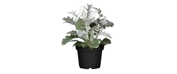 EIN KUNTERBUNTER HERBST!