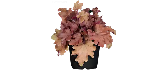 EIN KUNTERBUNTER HERBST!