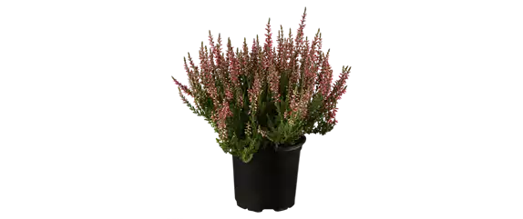 EIN KUNTERBUNTER HERBST!