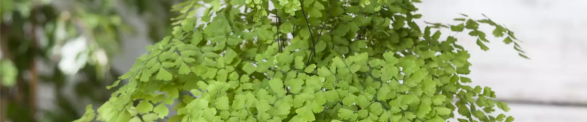 Adiantum raddianum