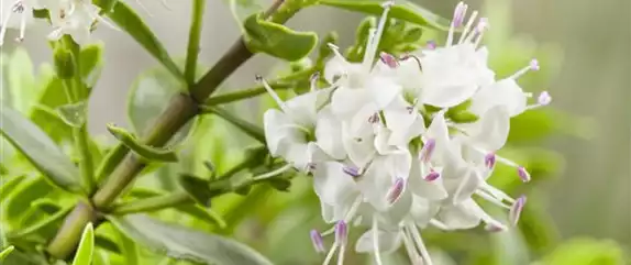 DIE STRAUCHVERONIKA!