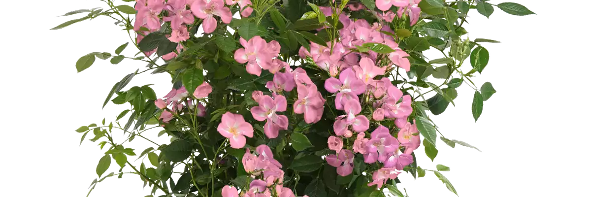 Strauchrose Rosy Boom®