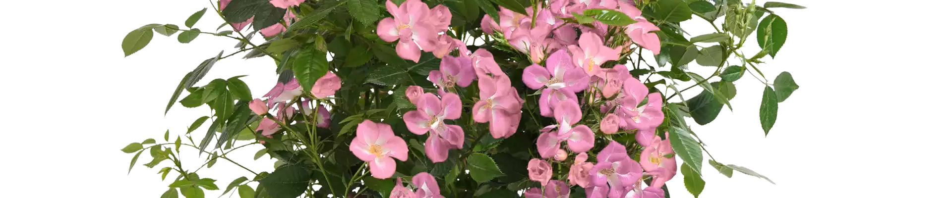 Strauchrose Rosy Boom®