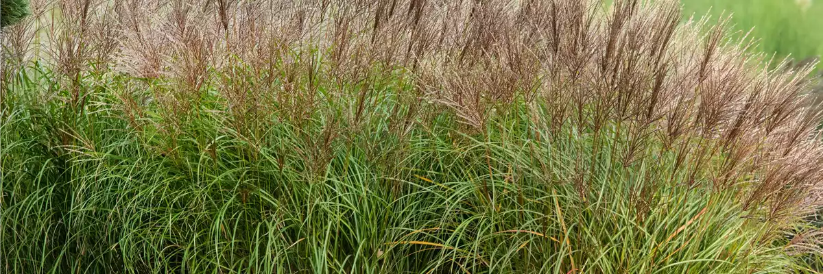Miscanthus sinensis