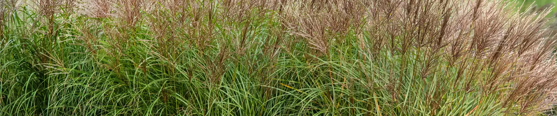 Miscanthus sinensis