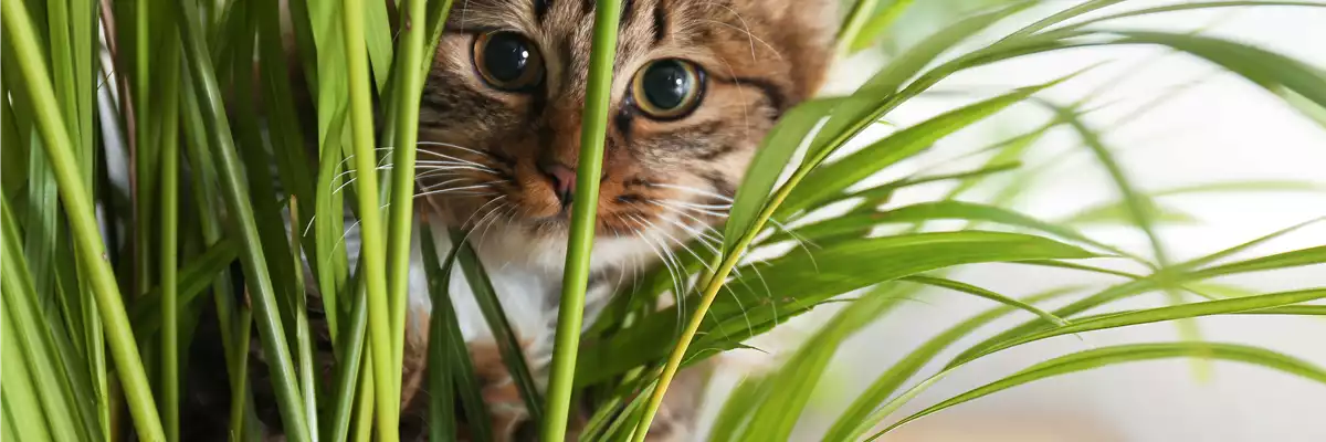 TIERFREUNDLICHE PFLANZEN FüR ALLE FELLNASEN!