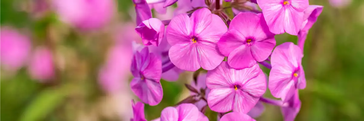 Phlox carolina 'Rosalinde'