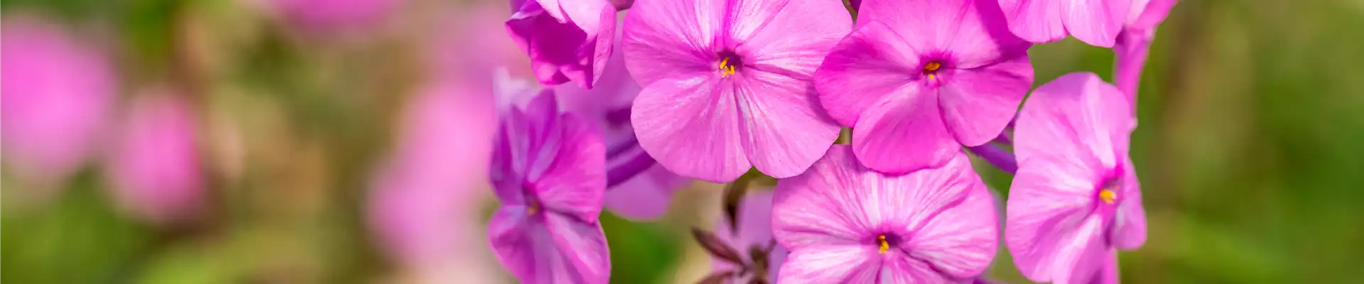 Phlox carolina 'Rosalinde'