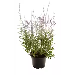 PFLANZE DES MONATS JULI: BLAURAUTE