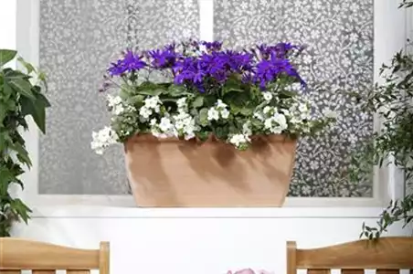 WINTERHARTE PFLANZEN FüR DEN BALKON