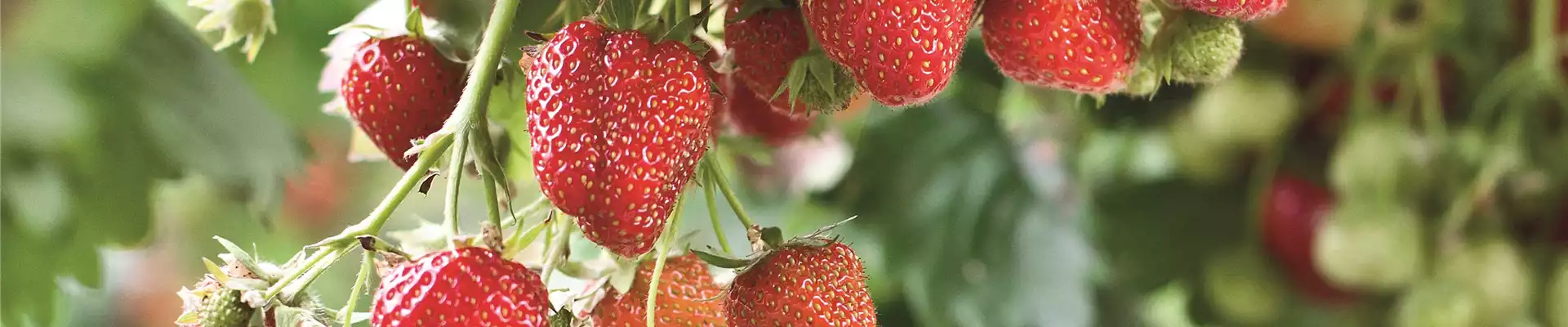 FRISCH AUS DEM GARTEN!