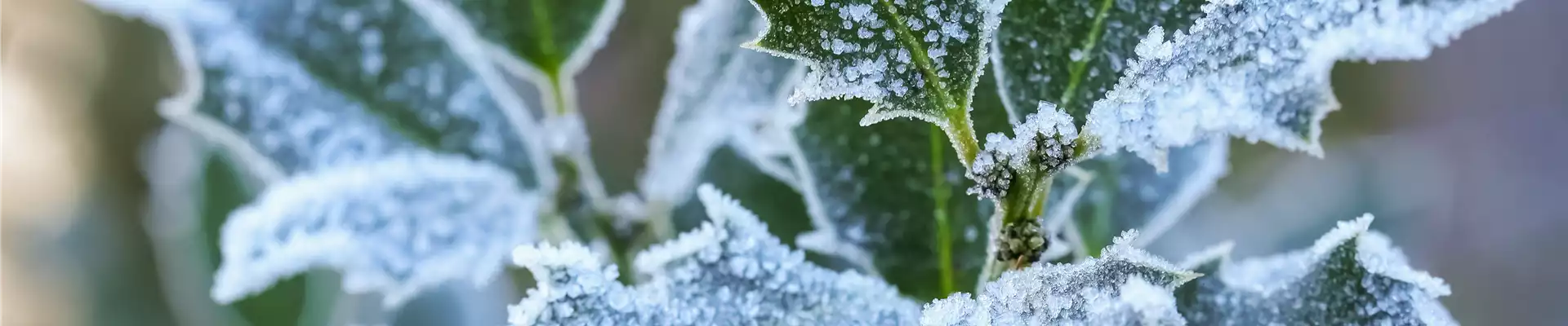 Pflanze des Monats Dezember: Stechpalme