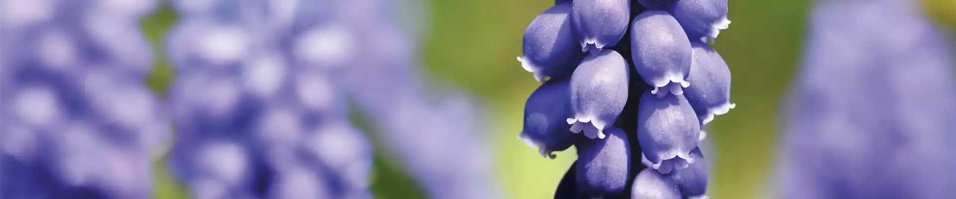 PFLANZE DES MONATS FEBRUAR: TRAUBENHYAZINTHE