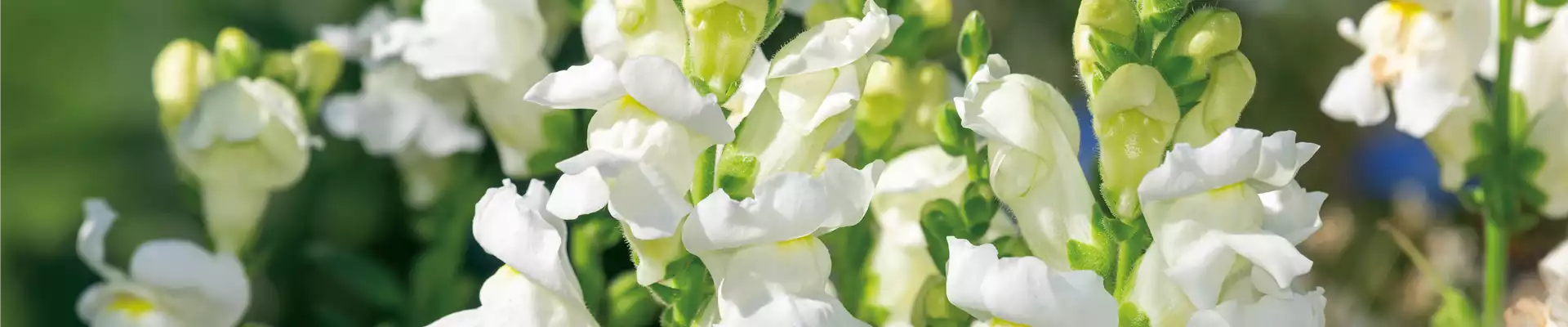 PFLANZE DES MONATS JUNI: LÖWENMÄULCHEN