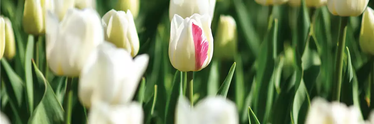 Tulpe