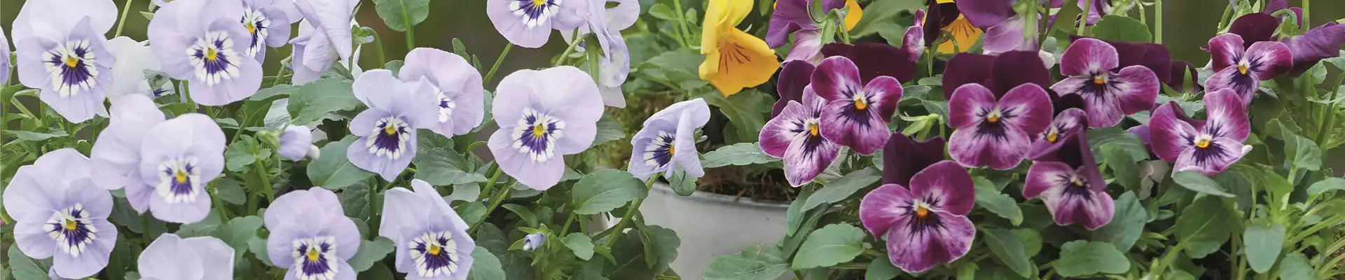 WIR LIEBEN DEN FRüHLING! 