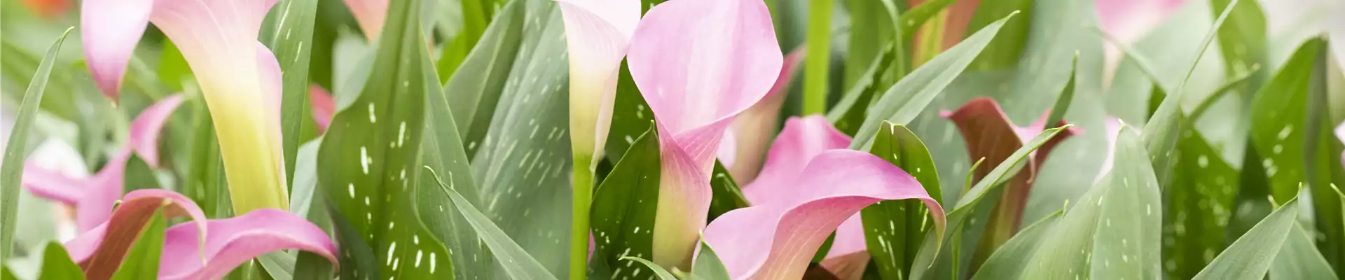 Zantedeschia 'Peter´s Pride'