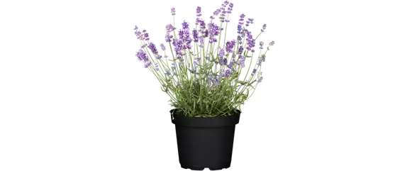LILA LAUNE BLüTEN!