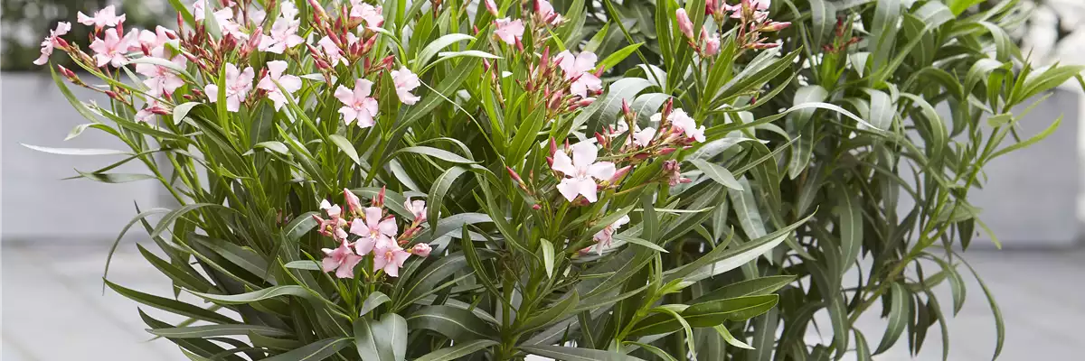 SOMMER-LIFE-BALANCE! 