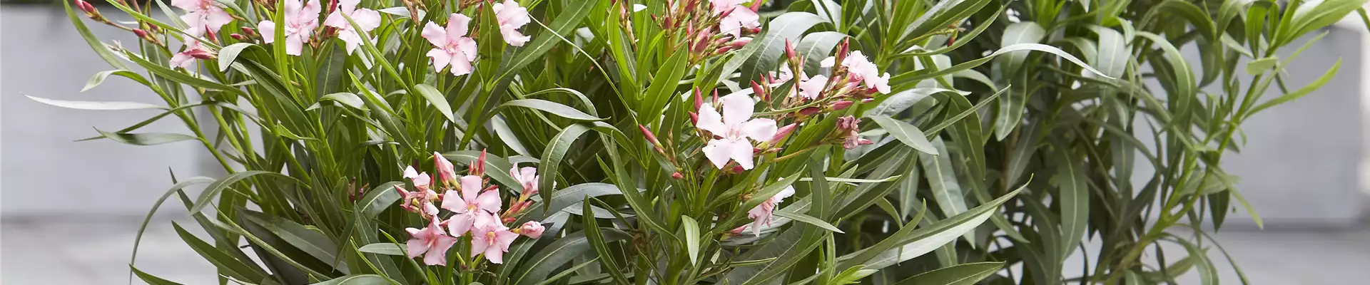 SOMMER-LIFE-BALANCE! 