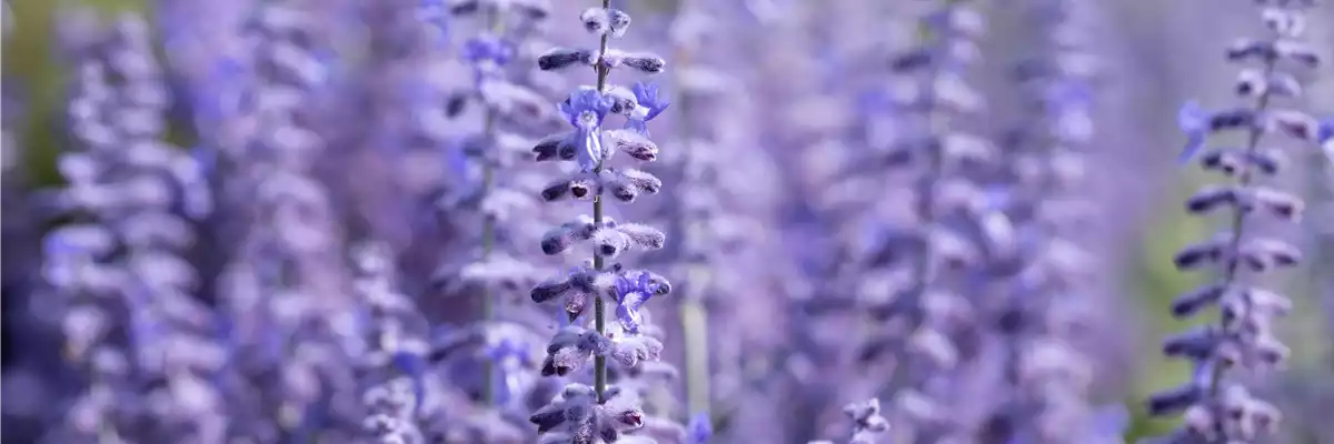 PFLANZE DES MONATS JULI: BLAURAUTE