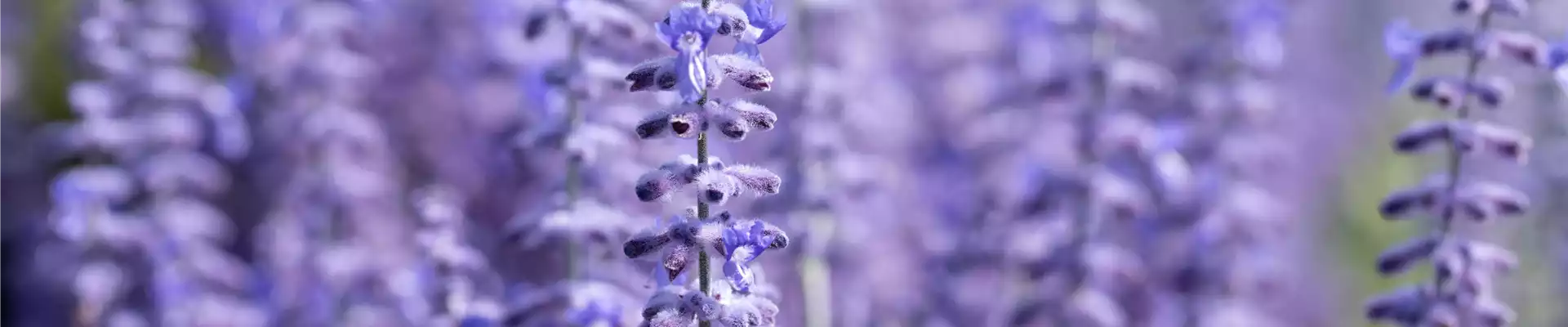 PFLANZE DES MONATS JULI: BLAURAUTE