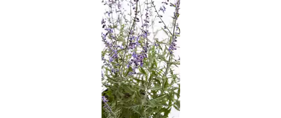 PFLANZE DES MONATS JULI: BLAURAUTE