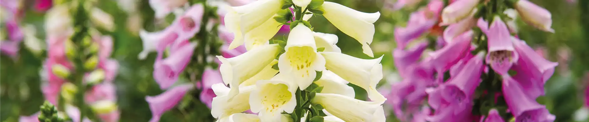 PFLANZE DES MONATS JUNI: FINGERHUT