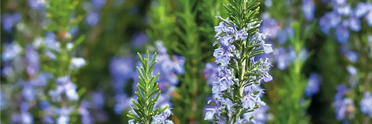 PFLANZE DES MONATS APRIL: ROSMARIN