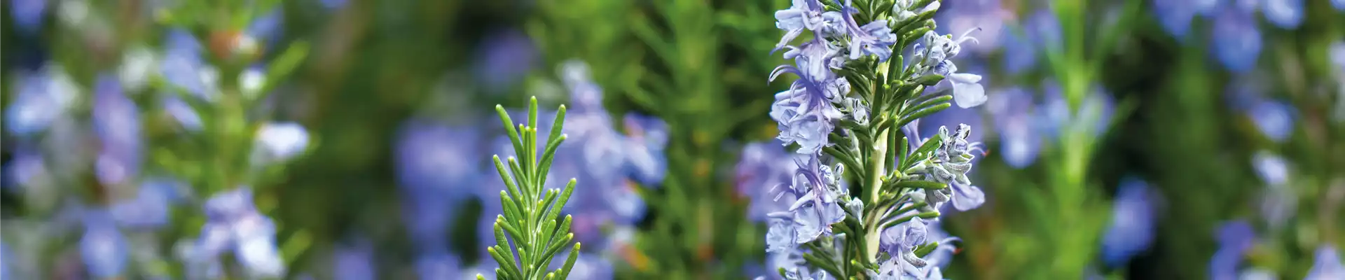 PFLANZE DES MONATS APRIL: ROSMARIN