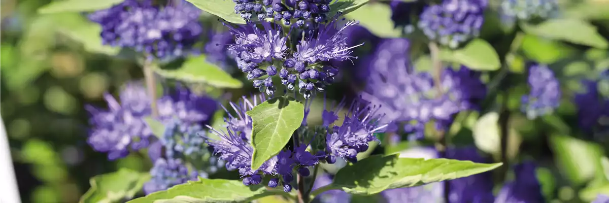 PFLANZE DES MONATS AUGUST: BARTBLUME