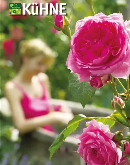 14. Juni Beginn Rosenwochen