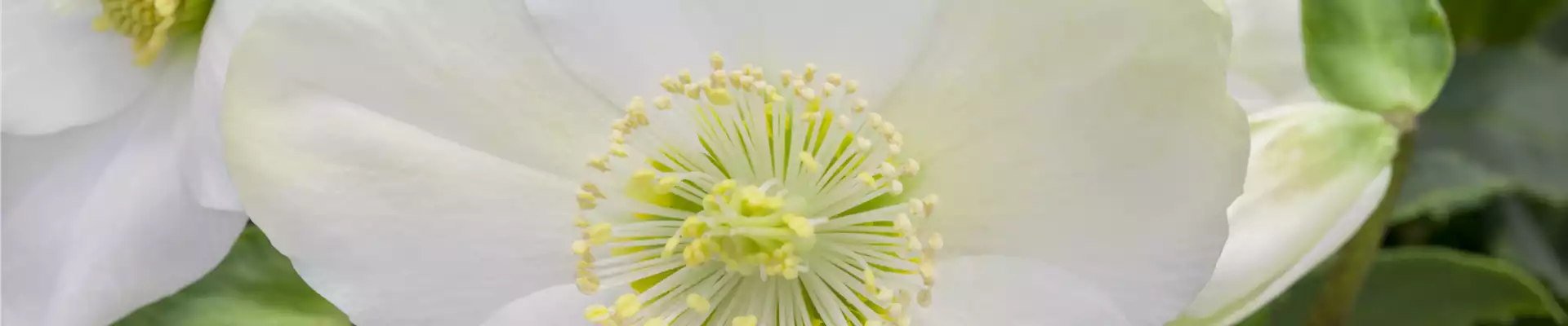 Helleborus niger