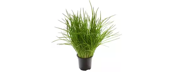 HOCHBEET GäRTNERN! 