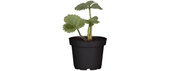 HOCHBEET GäRTNERN! 