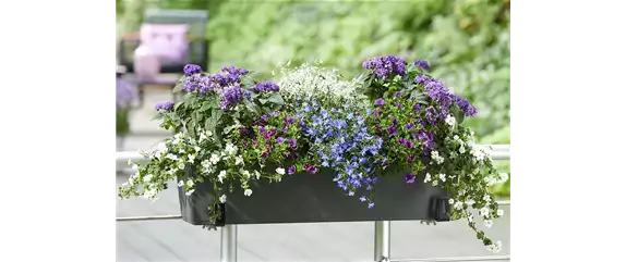 IM TREND: BALKON!