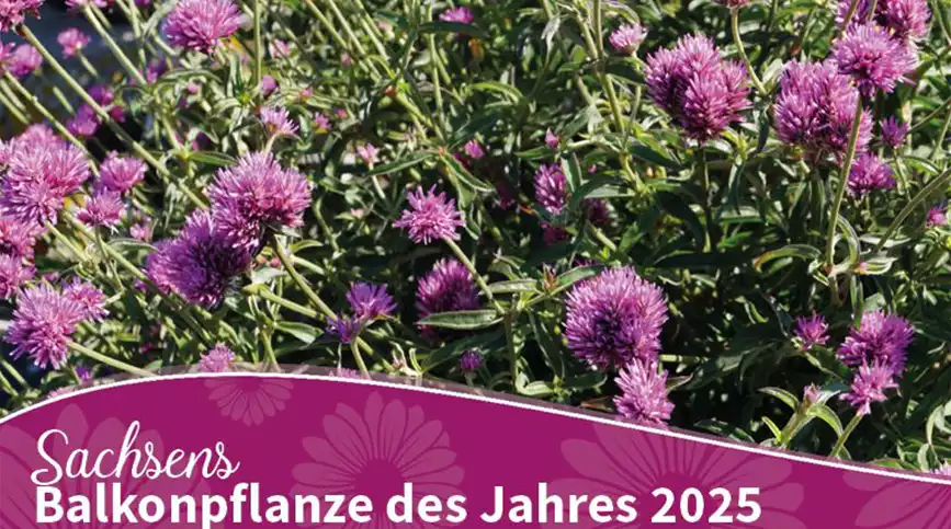 Bluehendes-Sachsen-2025-Balkonpflanze-des-Jahres-1.jpg