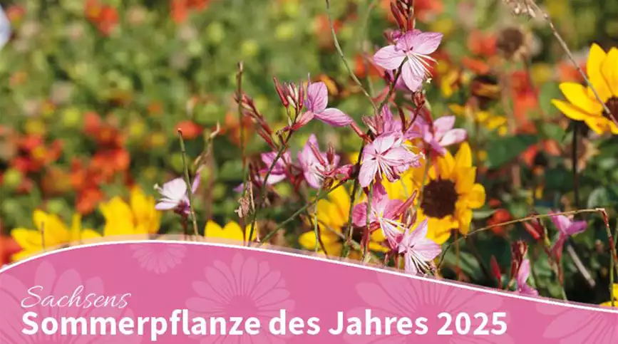 Bluehendes-Sachsen-2025-Sommerpflanze-des-Jahres.jpg