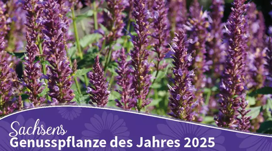 Bluehendes-Sachsen-2025-Genusspflanze-des-Jahres.jpg
