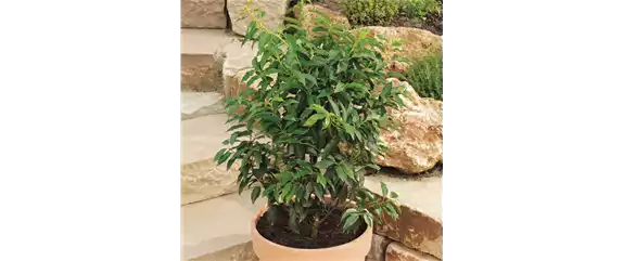 MEDITERRANE KüBELPFLANZEN! 