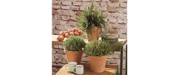 MEDITERRANE KüBELPFLANZEN! 