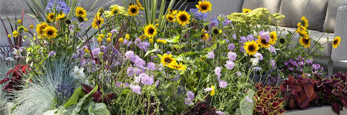 VOLLE BLüTE SOMMER! 