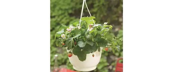VOLLE BLüTE SOMMER! 